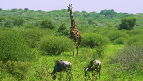 giraffe walks among wildebeest in vast green african wilderness on the move