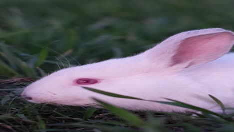 a cute white rabbit foraging for food in the fresh green grass during a bright sunset