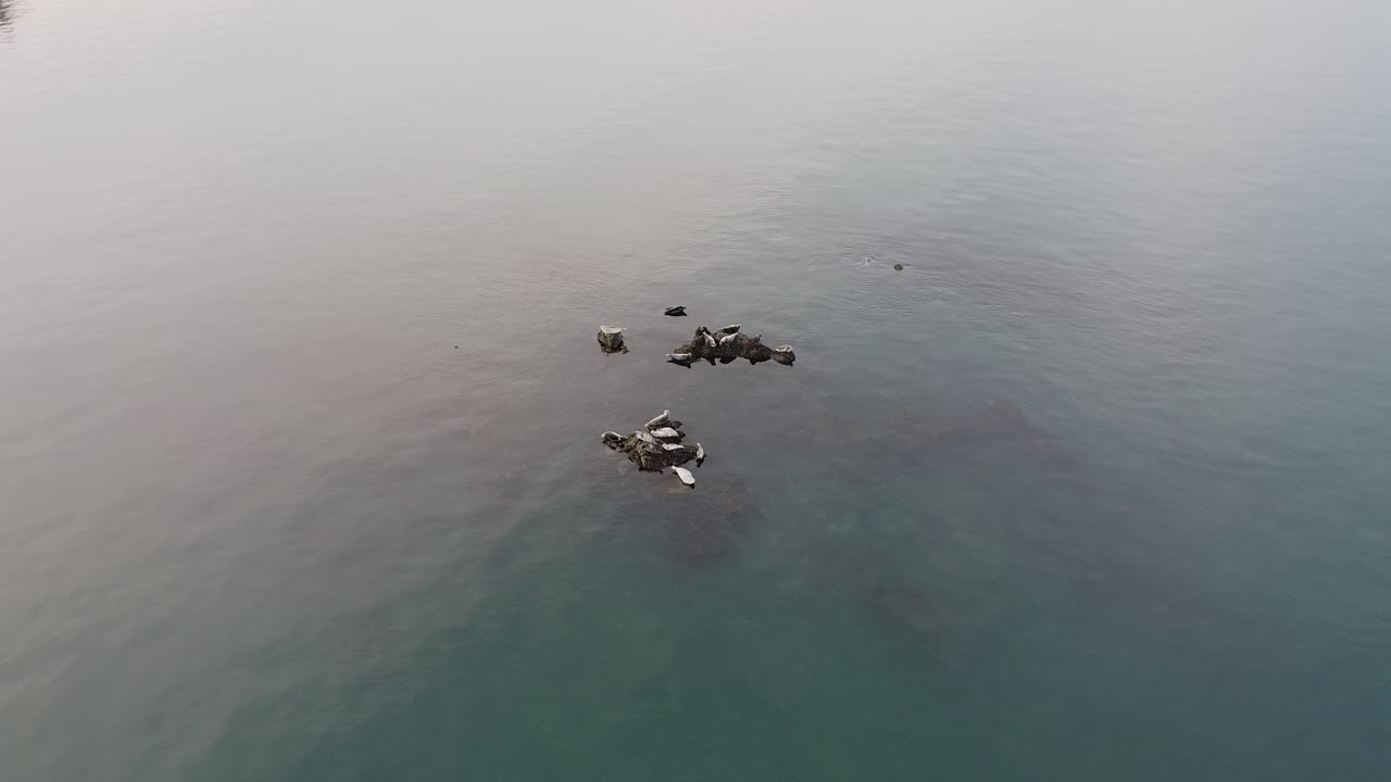 미국 워싱턴 주 금요일 항구의 노두에서 쉬고 있는 바다사자