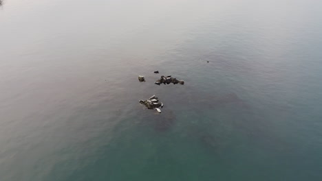 sea lions resting on outcrops in friday harbor, washington, usa