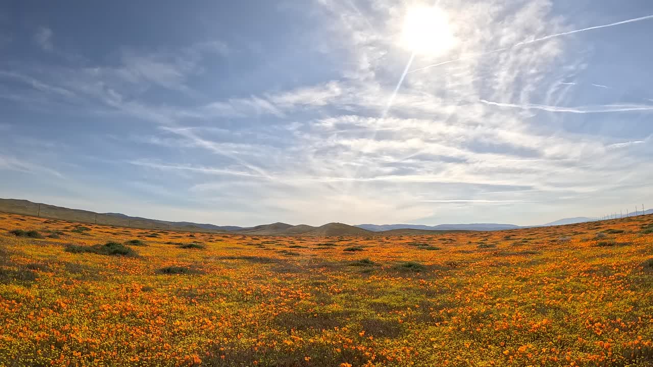 una primavera inusualmente húmeda trae amapolas y otras flores silvestres al paisaje del desierto de mojave - sobrevuelo aéreo