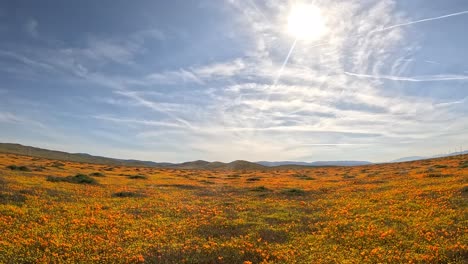 an unusually wet spring brings poppies and other wildflowers to the mojave desert landscape - aerial flyover