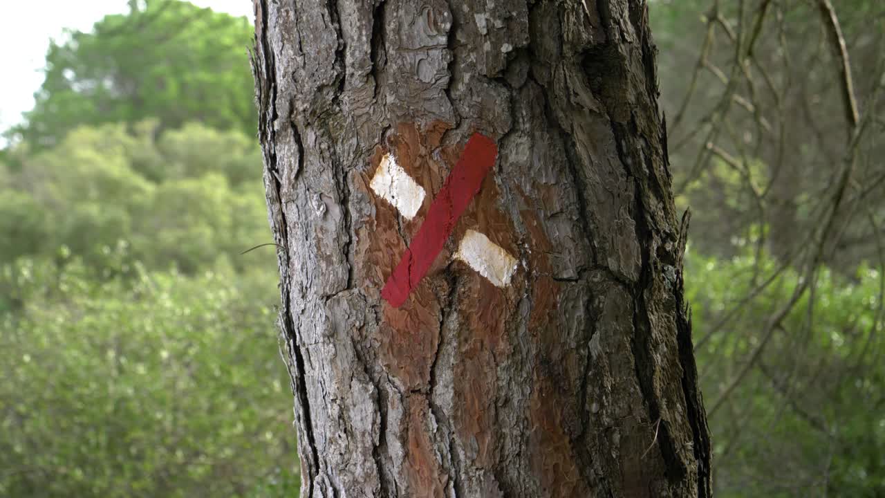 European Wrong Direction Trail Mark, Pine Forest, Caparica, Close Up