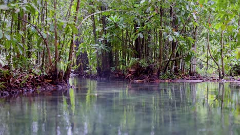 un tranquilo canal de agua clara que fluye a través de un bosque verde y exuberante en krabi