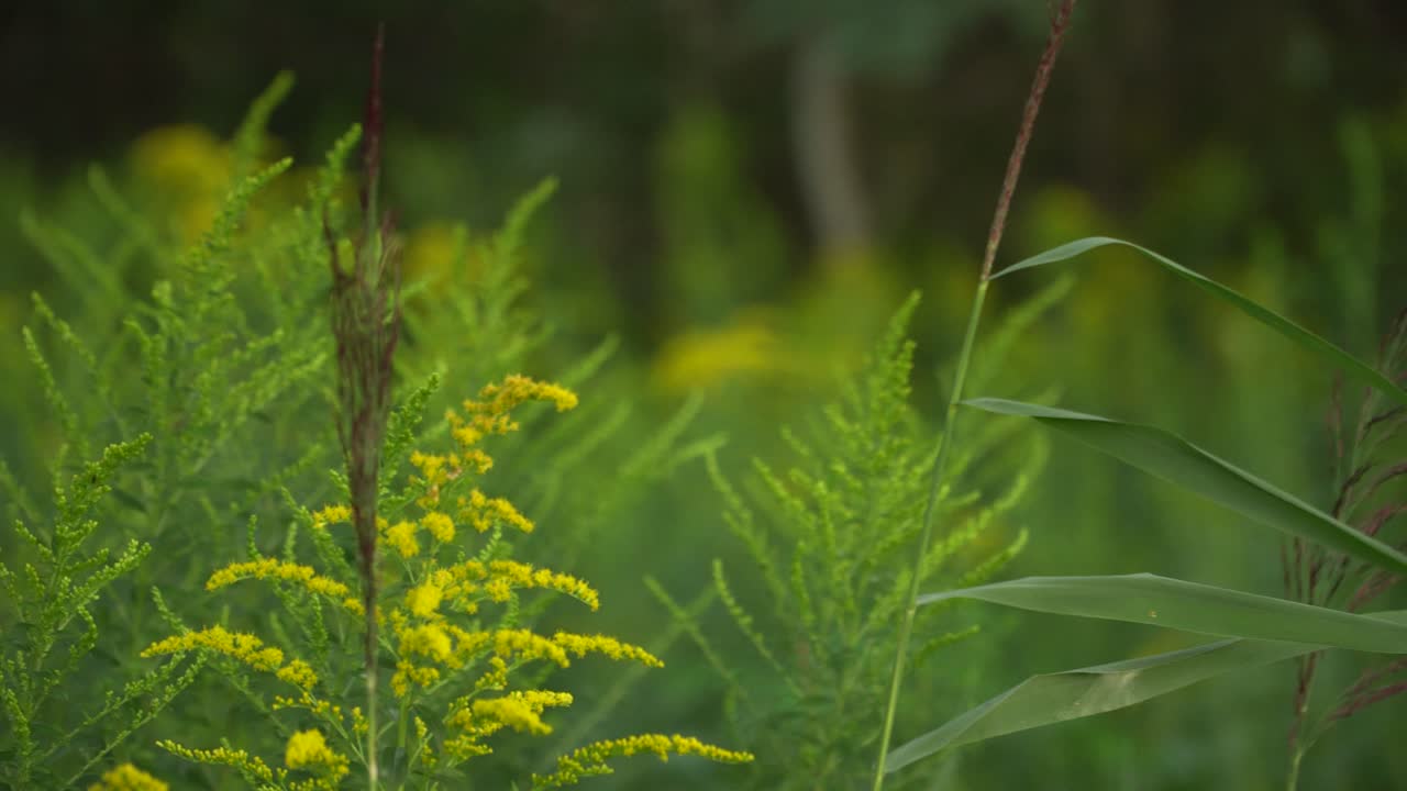 캐나다 골든로드 꽃의 노란색 꽃은 초록색 구부러진 풀 사이에서 자란다