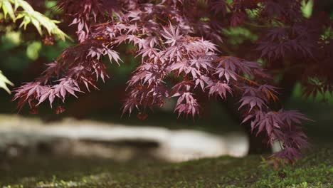 Filigree-leaves-of-the-purple-maple-on-the-delicate-branches