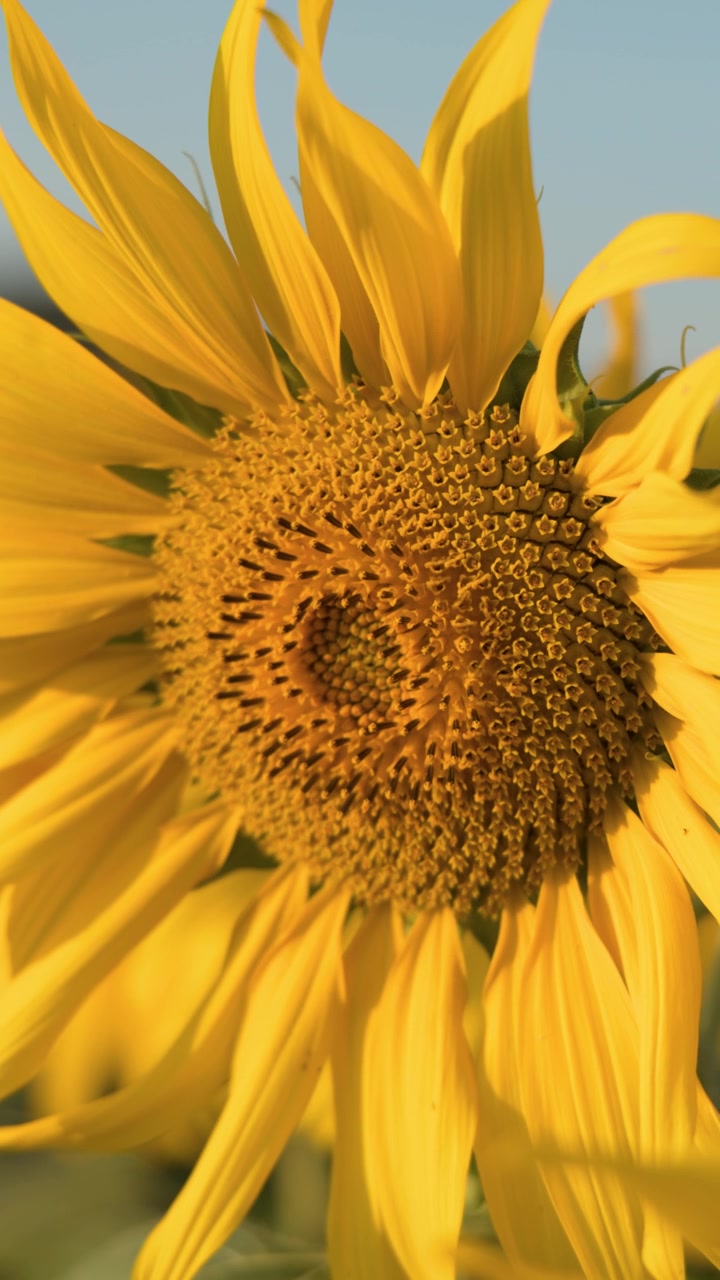 Primer plano detallado de una cabeza de girasol amarillo brillante bajo la cálida luz natural del sol