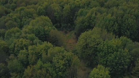 aerial reveal shot over a beautiful scenic forrest