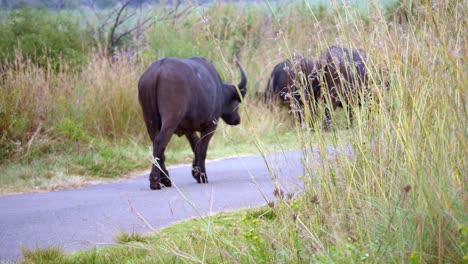 buffalos roam on paved road in a nature preserve