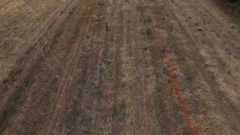 Forward-drone-shot-over-a-field-of-a-mountain-and-fields-over-a-green-summer-field-in-Northern-Greece