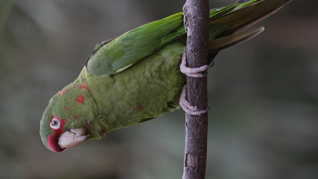 gracioso loro aratinga mitrata encaramado de lado en una rama en la naturaleza y gritando - primer plano