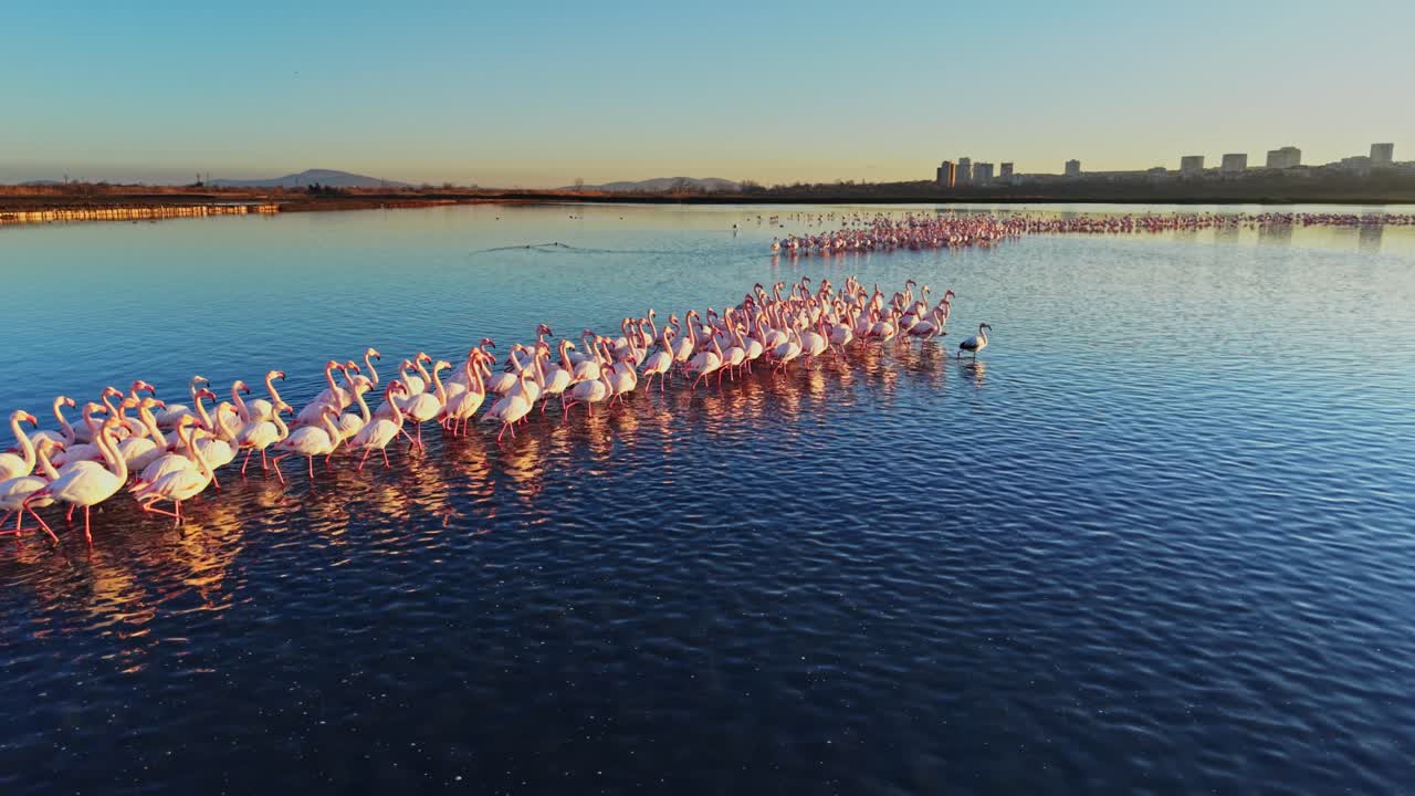 Flamingos wade in the water at sunset near a city skyline
