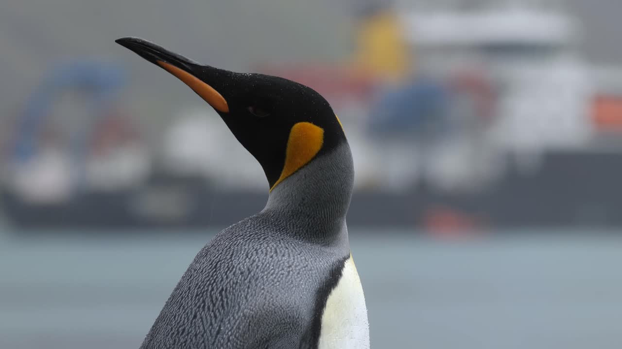primer plano de un pingüino rey mirando alrededor frente a un barco de investigación