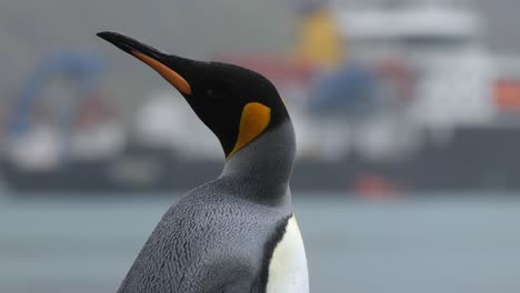 close up of a king penguin looking around in front of a research ship