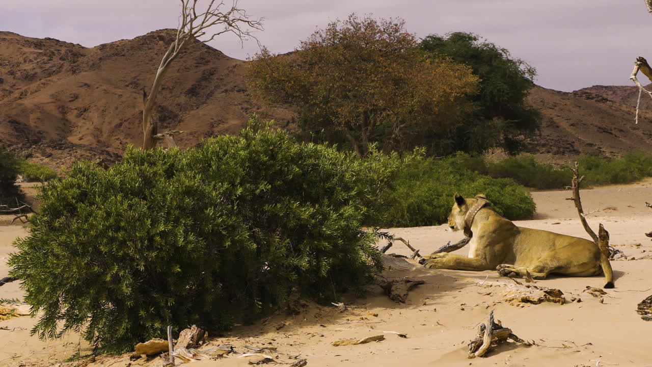 A desert lioness sits on a sandy patch in the Namib Desert, surrounded by bushes and dry wood. She wears a collar with a transmitter for monitoring wildlife.