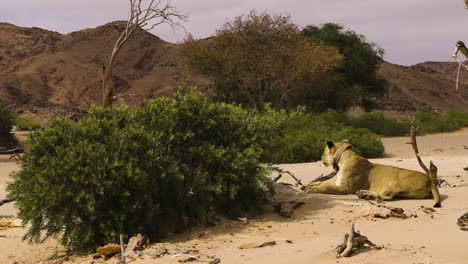 a desert lioness sits on a sandy patch in the namib desert, surrounded by bushes and dry wood. she wears a collar with a transmitter for monitoring wildlife.