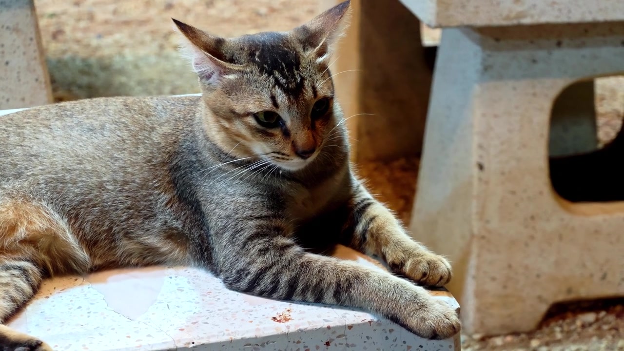 A charming cat lounges a stone bench enjoying warm sun in its serene surroundings.