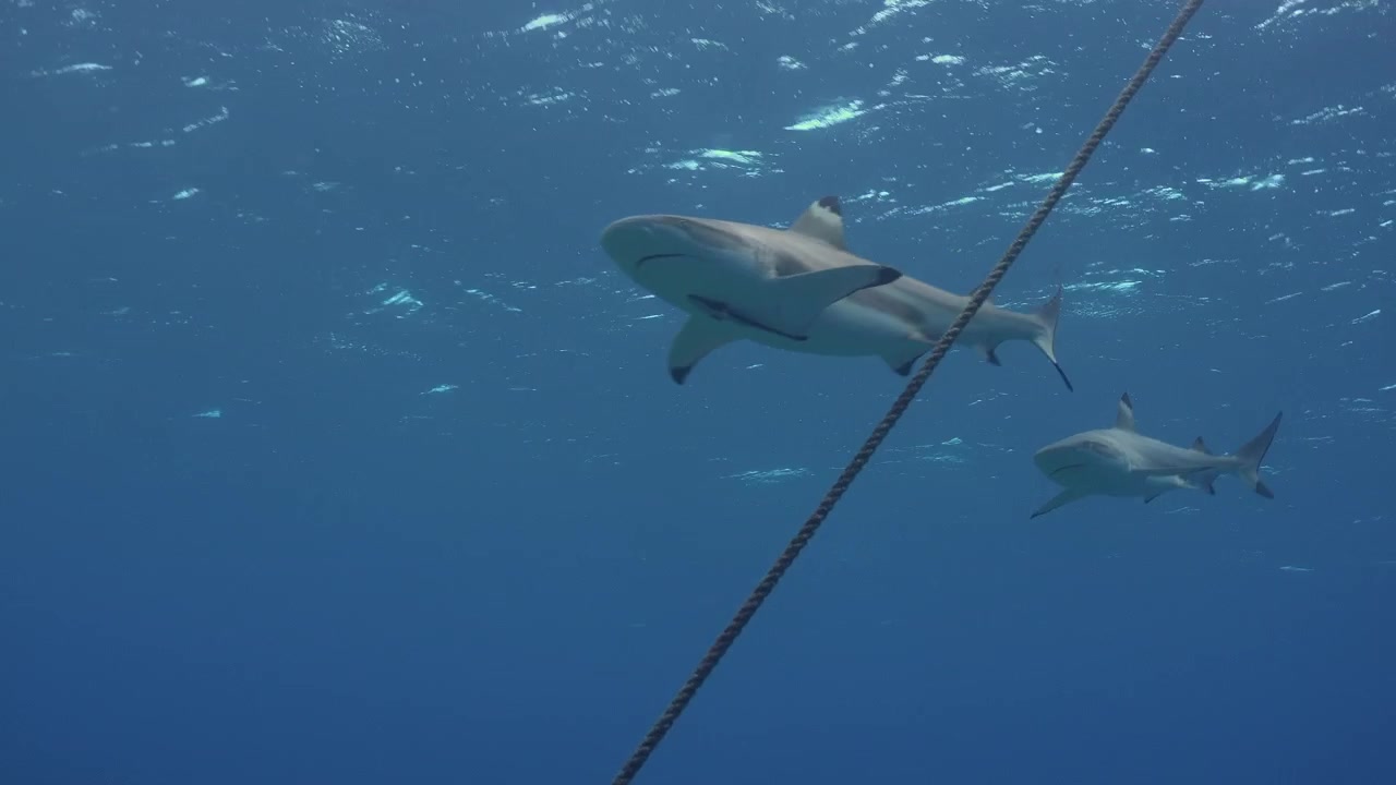 A group of grey reef sharks swimming around the mooring line of a boat.