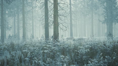 winter forest in the fog