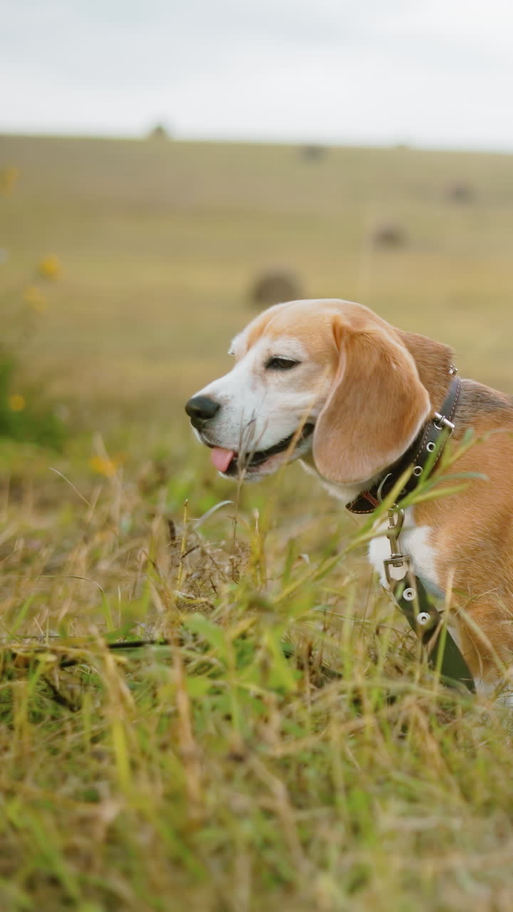 Cane energico al guinzaglio annusa l'erba in un vasto campo aperto, orecchie dritte, coda alzata, un momento giocoso di curiosità mentre il cane esplora l'ambiente naturale sotto la calda luce del sole con una leggera brezza.