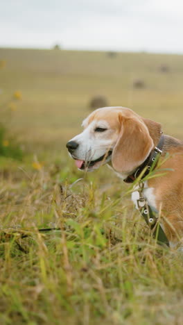 perro enérgico con correa olfata la hierba en un vasto campo abierto, orejas alertas, cola levantada, un momento lúdico de curiosidad mientras el perro explora el entorno natural en la cálida luz del sol con una suave brisa