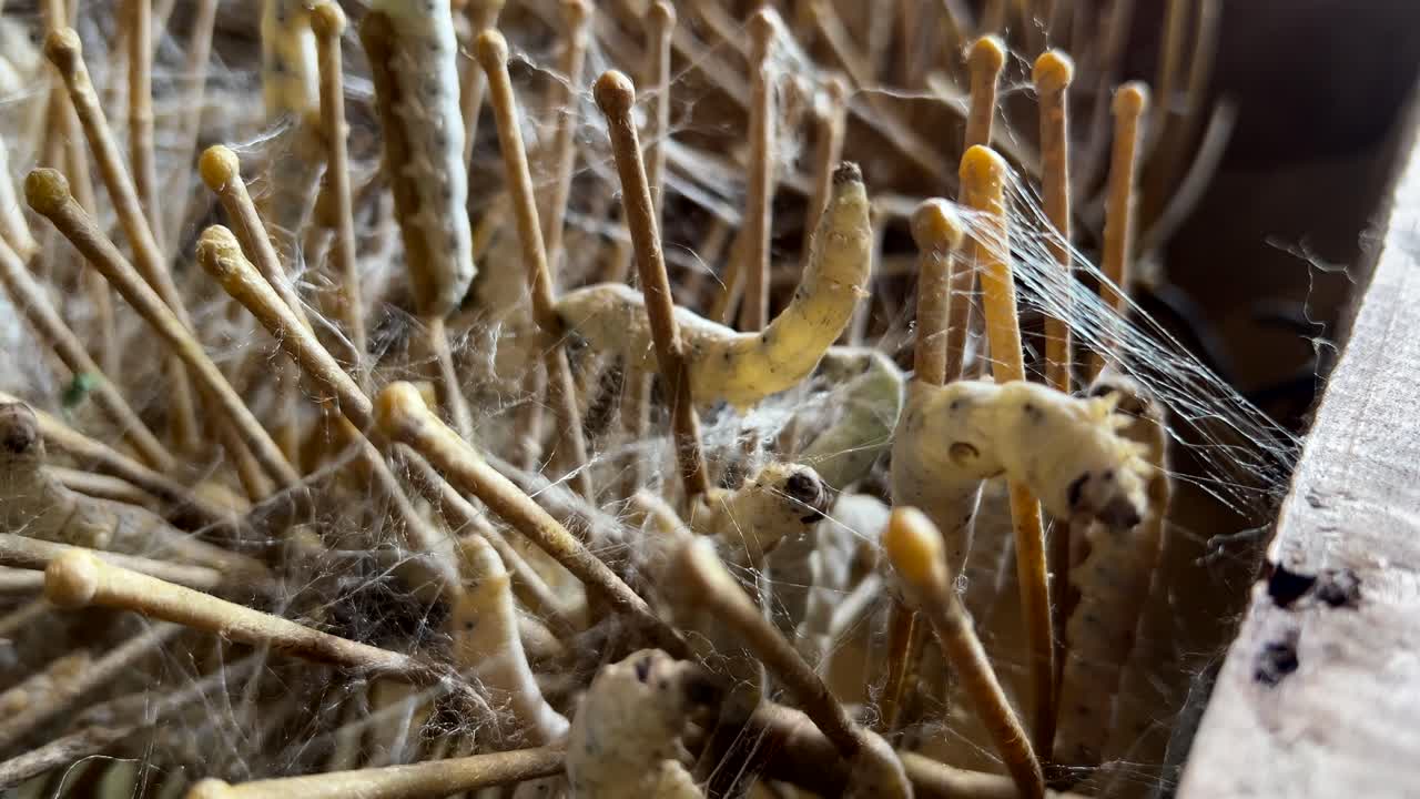 A detailed close-up of silkworms spinning delicate silk threads, showcasing the natural process.