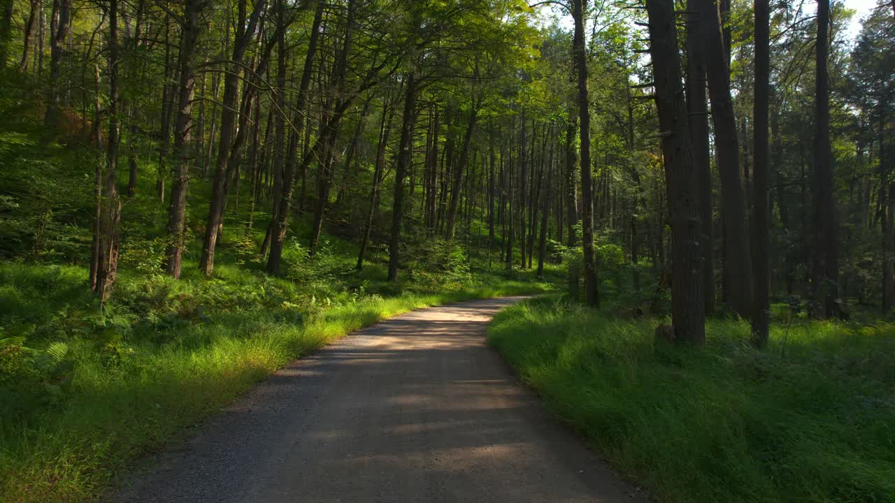 Low drone glides down a dirt road through a lush, green summer forest. Sunlight filters through dense trees, creating a peaceful, magical scene perfect for nature and adventure themes