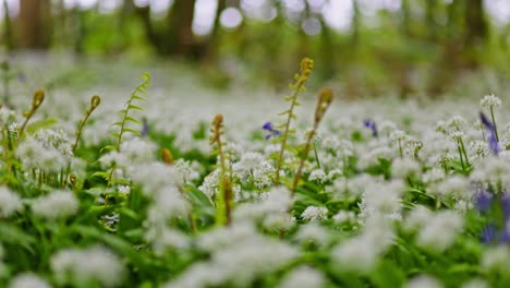 spring flowers in a forest meadow