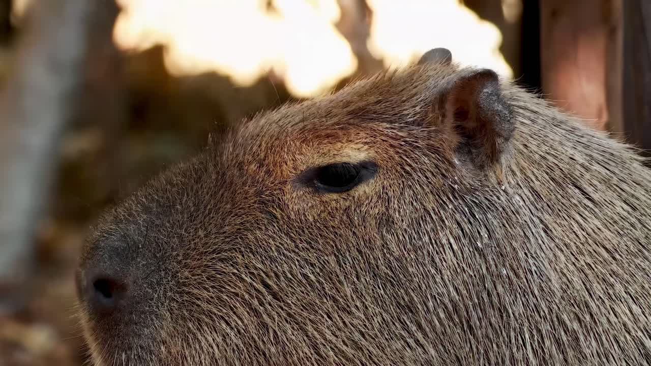 A detailed view of a capybara's head near a wooden fence, highlighting its fur and eye.