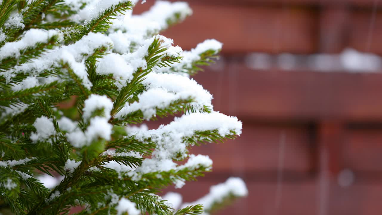 invierno en un patio trasero (bucle)