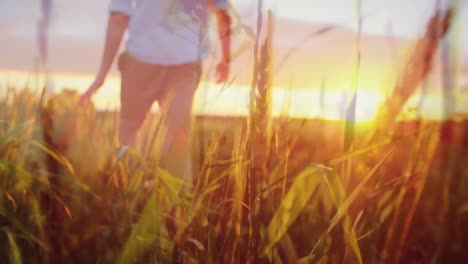hombre caminando a través de un campo de trigo en un atardecer