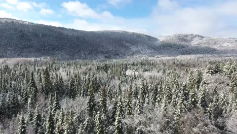 beautiful winter forest in canada