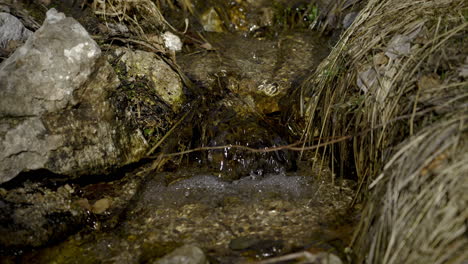 freshwater creek down mossy rocks with dried grass. close-up, slow motion