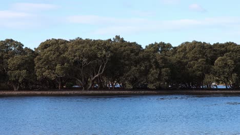 Huskisson-Australia-Moona-Moona-Creek-Con-Laureles-Cerca-De-La-Entrada-De-La-Bahía-De-Jervis,-Tiro-Cerrado