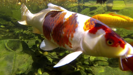 koi y peces dorados nadan bajo el agua en un estanque