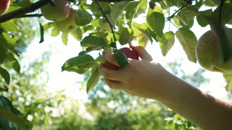 Manos-De-Jardinero-Recogiendo-Una-Manzana-Que-Crece-En-La-Rama