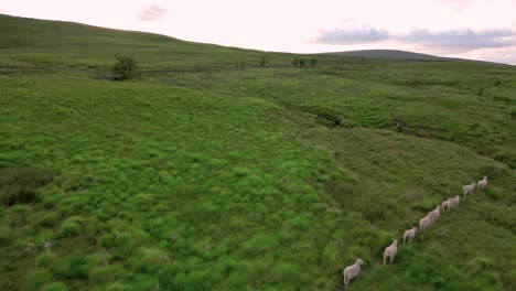 flock of sheep walking across welsh hill farm, aerial