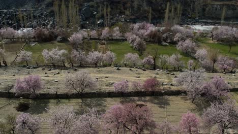 aerial view cherry blossom trees on valley floor in skardu, gilgit-baltistan