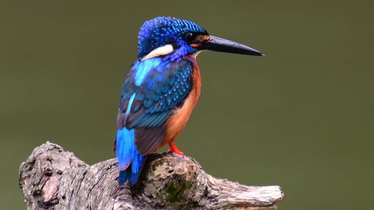el martín pescador de orejas azules es un pequeño martín pescador que se encuentra en tailandia y es buscado por los fotógrafos de aves debido a sus hermosas orejas azules, ya que es una pequeña, linda y esponjosa bola de plumas azules de un pájaro