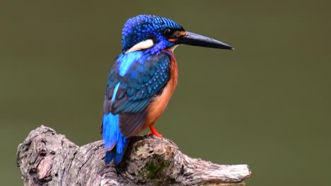 El-Martín-Pescador-De-Orejas-Azules-Es-Un-Pequeño-Martín-Pescador-Que-Se-Encuentra-En-Tailandia-Y-Es-Buscado-Por-Los-Fotógrafos-De-Aves-Debido-A-Sus-Hermosas-Orejas-Azules,-Ya-Que-Es-Una-Pequeña,-Linda-Y-Esponjosa-Bola-De-Plumas-Azules-De-Un-Pájaro