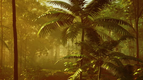 misty tropical forest at sunrise