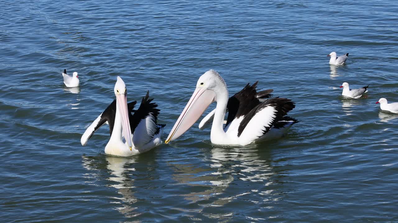 펠리칸과 바다표범이 물 속에서 상호 작용합니다.