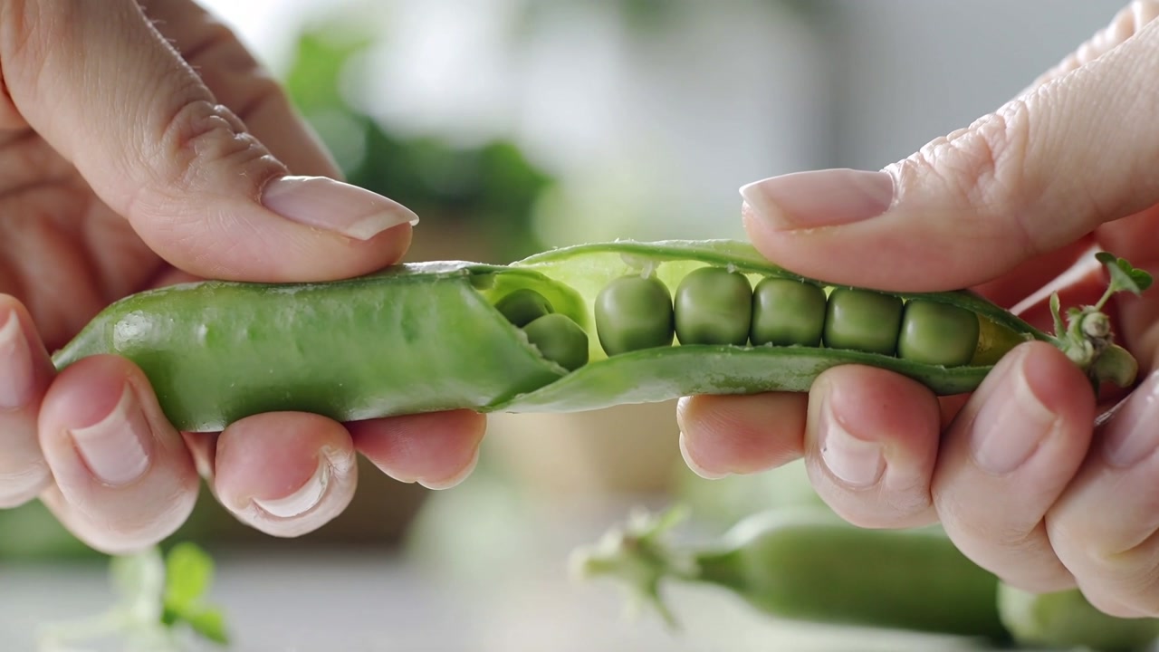 Pressing thumbnails, woman's hands splitting fresh pea pod at kitchen counter for cooking