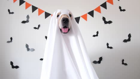 a happy dog in a ghost costume sits on a white background with bats. halloween golden retriever. the concept of a scary and cheerful holiday.