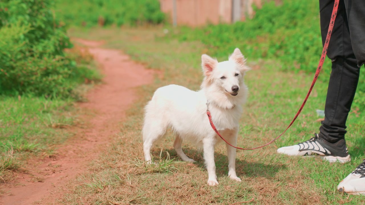 Anjing menatap pemiliknya di jalur pedesaan. Anjing putih dan pemiliknya di jalan tanah selama pendakian sore. Anjing putih dengan penuh perhatian menatap pemiliknya di sepanjang jalur pedesaan di bawah sinar matahari yang hangat.
