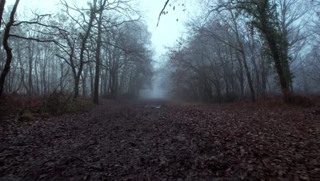 a spooky forest with fallen leaves and mist, dolly forward low to the ground