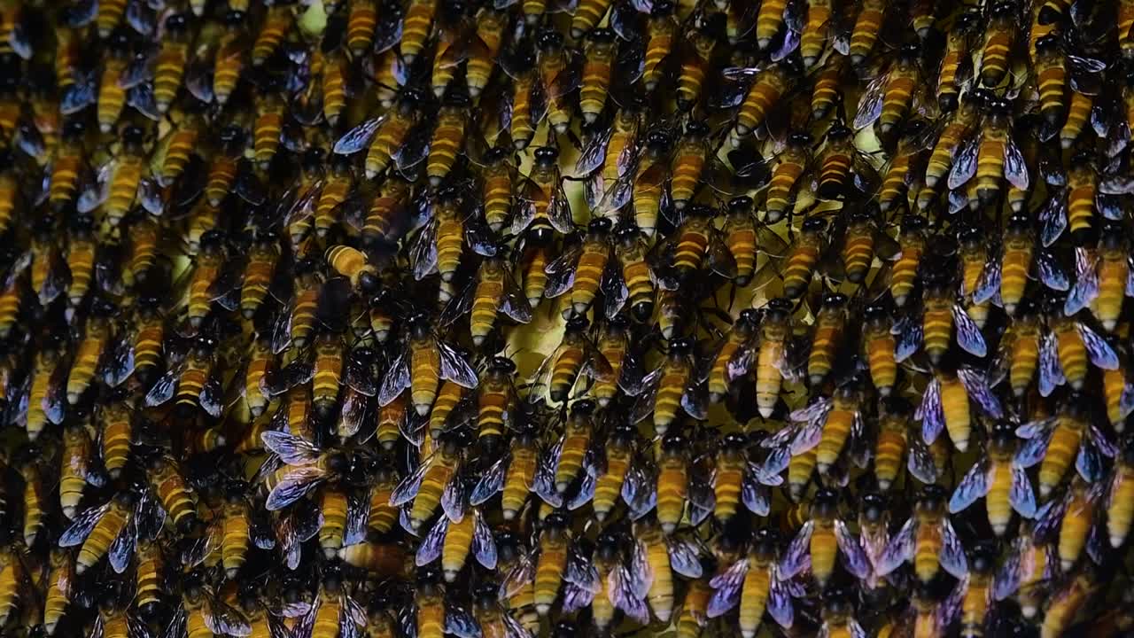 se sabe que las abejas melíferas gigantes construyen grandes colonias de nidos con bolsillos simétricos hechos de cera para almacenar miel como fuente de alimento.
