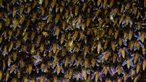 Se-Sabe-Que-Las-Abejas-Melíferas-Gigantes-Construyen-Grandes-Colonias-De-Nidos-Con-Bolsillos-Simétricos-Hechos-De-Cera-Para-Almacenar-Miel-Como-Fuente-De-Alimento.