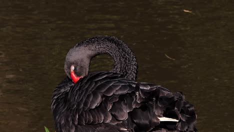 an australian black swan preens at a lake or pond