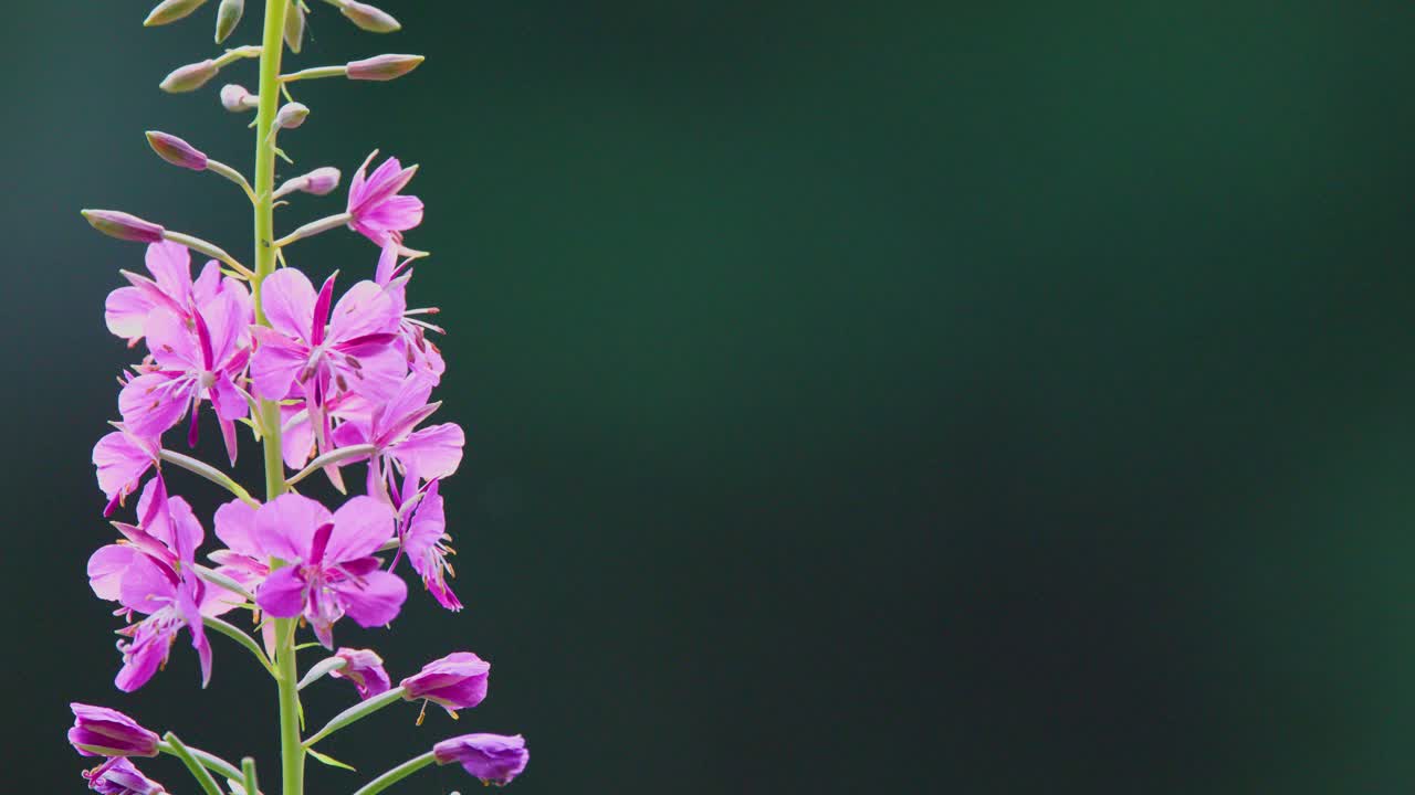 Fireweed flower sways gently in soft natural light, close-up, dark green blurred background